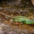 Zauneidechse (Lacerta agilis) Männchen