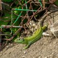 Zauneidechse (Lacerta agilis) Männchen