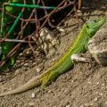 Zauneidechse (Lacerta agilis) Männchen