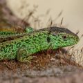 Zauneidechse (Lacerta agilis) Männchen