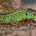 Zauneidechse (Lacerta agilis) Männchen