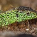 Zauneidechse (Lacerta agilis) Männchen