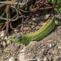 Zauneidechse (Lacerta agilis) Männchen