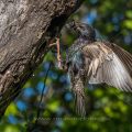 Star (Sturnus vulgaris) fliegt seine Höhle an