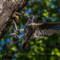 Star (Sturnus vulgaris) fliegt seine Höhle an