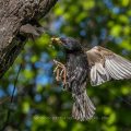 Star (Sturnus vulgaris) fliegt seine Höhle an