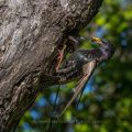 Star (Sturnus vulgaris) fliegt seine Höhle an