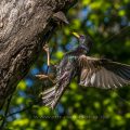 Star (Sturnus vulgaris) fliegt seine Höhle an