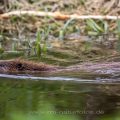 Europäischer Biber (Castor fiber)