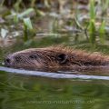 Europäischer Biber (Castor fiber)