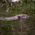 Europäischer Biber (Castor fiber)