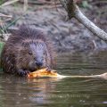 Europäischer Biber (Castor fiber)