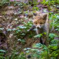 Rotfuchs (Vulpes vulpes) Junger