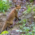 Rotfuchs (Vulpes vulpes) Junger