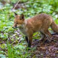 Rotfuchs (Vulpes vulpes) Junger