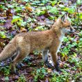 Rotfuchs (Vulpes vulpes) Junger