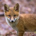 Rotfuchs (Vulpes vulpes) Junger