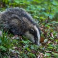 Dachs (Meles meles), Jungtier