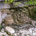 Uhu (Bubo bubo) am Horst mit Jungen