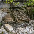 Uhu (Bubo bubo) am Horst mit Jungen