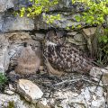 Uhu (Bubo bubo) am Horst mit Jungen