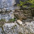 Uhu (Bubo bubo) am Horst mit Jungen