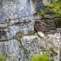 Uhu (Bubo bubo) am Horst mit Jungen