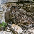 Uhu (Bubo bubo) am Horst mit Jungen