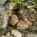 Uhu (Bubo bubo) am Horst mit Jungen