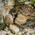 Uhu (Bubo bubo) am Horst mit Jungen