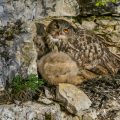 Uhu (Bubo bubo) am Horst mit Jungen