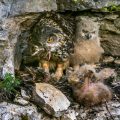 Uhu (Bubo bubo) am Horst mit Jungen