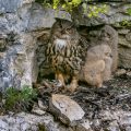 Uhu (Bubo bubo) am Horst mit Jungen