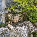 Uhu (Bubo bubo) am Horst mit Jungen