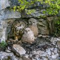 Uhu (Bubo bubo) am Horst mit Jungen