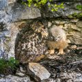 Uhu (Bubo bubo) am Horst mit Jungen
