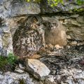 Uhu (Bubo bubo) am Horst mit Jungen