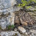 Uhu (Bubo bubo) am Horst mit Jungen