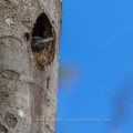 Schwarzspecht (Dryocopus martius) Jungvogel schaut aus der Höhle