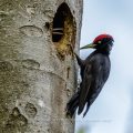 Schwarzspecht (Dryocopus martius) Männchen