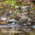 Haussperling (Passer domesticus) Weibchen beim Baden