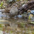 Haussperling (Passer domesticus) Weibchen beim Baden