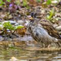 Haussperling (Passer domesticus) Weibchen beim Baden