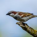 Haussperling (Passer domesticus) Männchen