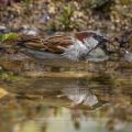 Haussperling (Passer domesticus) Männchen