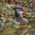 Haussperling (Passer domesticus) Männchen