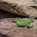 Zauneidechse (Lacerta agilis) Männchen