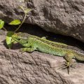 Zauneidechse (Lacerta agilis) Männchen
