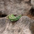 Zauneidechse (Lacerta agilis) Männchen