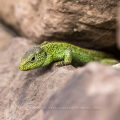 Zauneidechse (Lacerta agilis) Männchen